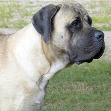 Dozer - Fawn Male American Mastiff