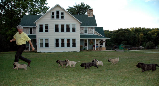 Pups pictured at 5 weeks old