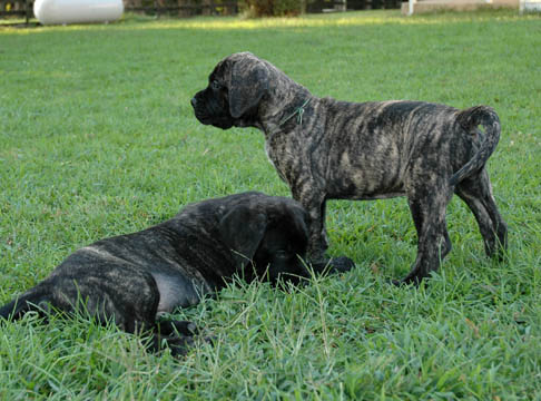 7 weeks old, pictured with Winston (Brindle Male) on the left