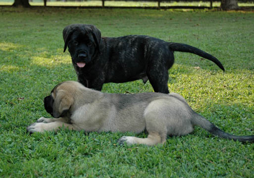 7 weeks old, pictured with Jazz (Fawn/Apricot Male) at 8 weeks old