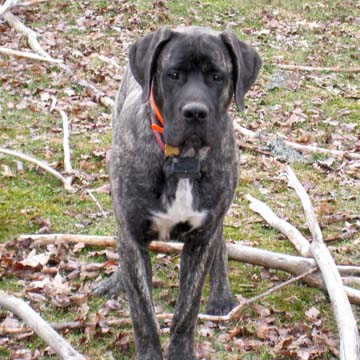 Rocco at 6 months old