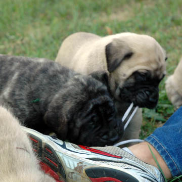 4 weeks old - pictured with Rocco (Brindle Male)