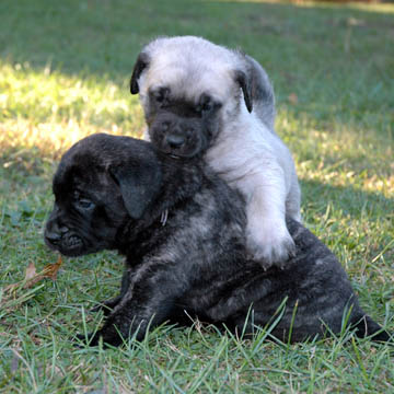 4 weeks old - pictured with Oso (Fawn Male)