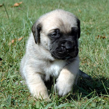 3 weeks old - pictured on the right