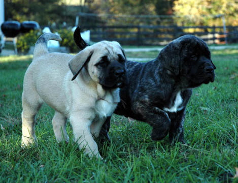 6 weeks old - pictured with Max (Fawn Male)