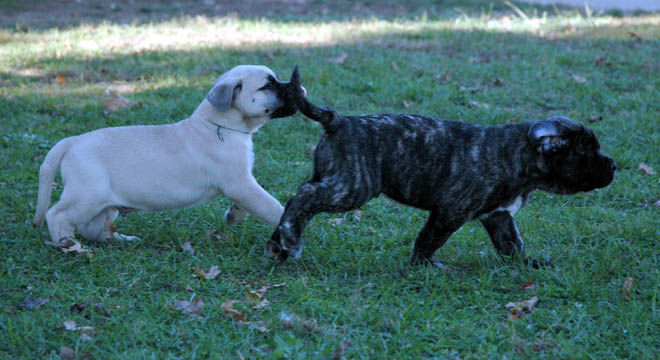 6 weeks old - pictured with Rocco (Brindle Male)