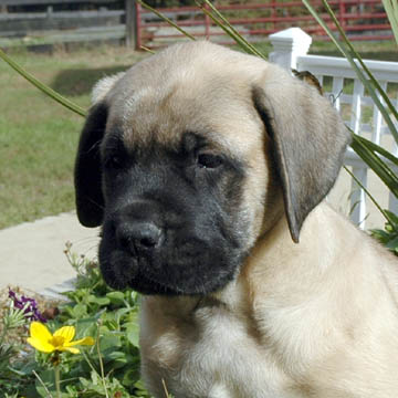 Otis - Fawn Male American Mastiff