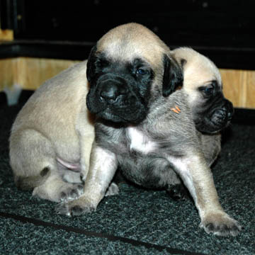 2 weeks old - pictured with Gunner (Fawn Male) in the back