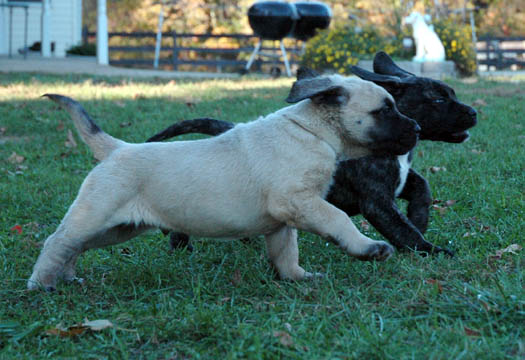 6 weeks old - pictured with Guin (Brindle Female)