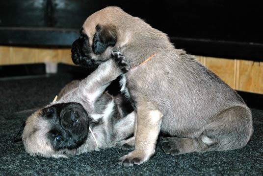 2 weeks old - pictured with Oso (Fawn Male) on the left