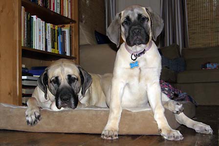 3 months old with her sister at 3 years old