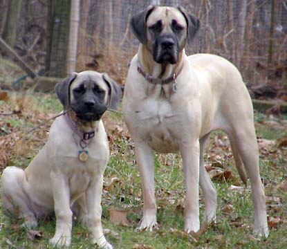 Flynn at 3 months old and Cooper at 3 years old