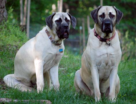 Flynn on the left at 8 months old with her big sister Cooper at 3 years old