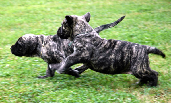 5 weeks old - Pictured with Apollo (Brindle Male)