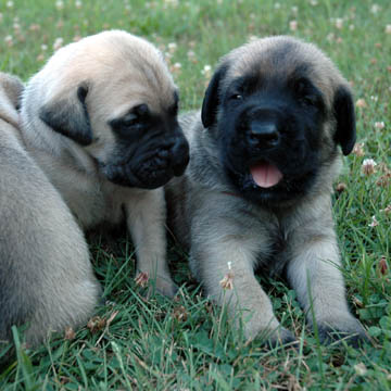 3 weeks old - pictured with Harley (Fawn Female)