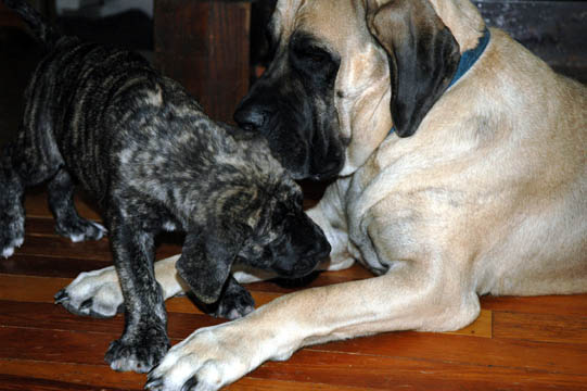 7 weeks old - pictured with her mom Tessa