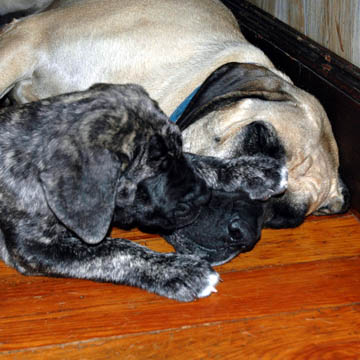 7 weeks old - pictured with her mom Tessa