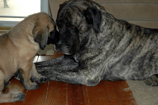 7 weeks old - pictured with his Dad Diesel