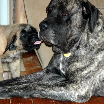 7 weeks old - pictured with his Dad Diesel