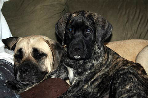 12 weeks old with her sister Ginger at almost 2 years old