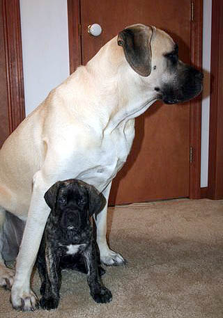 8 weeks old with her sister Ginger at almost 2 years old