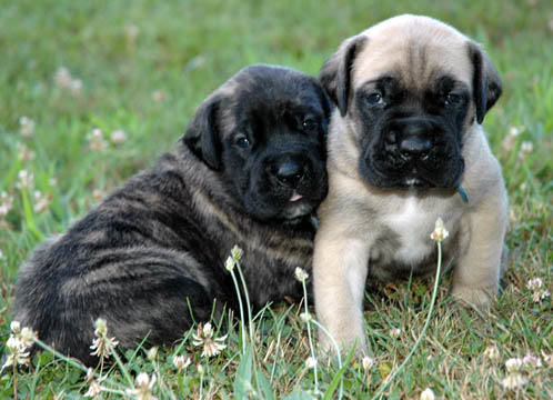 3 weeks old - Pictured with Mason (Fawn Male)