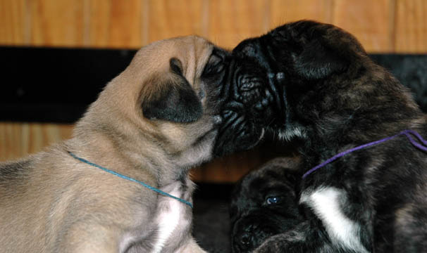 2 weeks old - Pictured with Clover (Brindle Female)