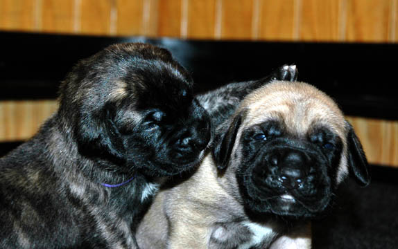 2 weeks old - Pictured with Mason (Fawn Male)