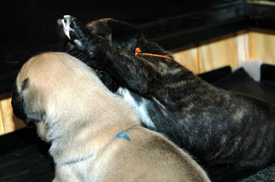 2 weeks old, pictured with Fawn Male (blue)