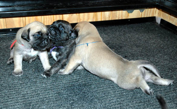 2 weeks old - pictured with Winnie (Fawn Female) and Mason (Fawn Male)