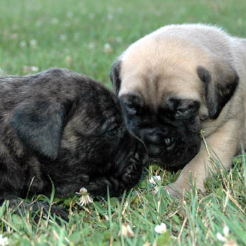 3 weeks old - pictured with Winnie (Fawn Female)