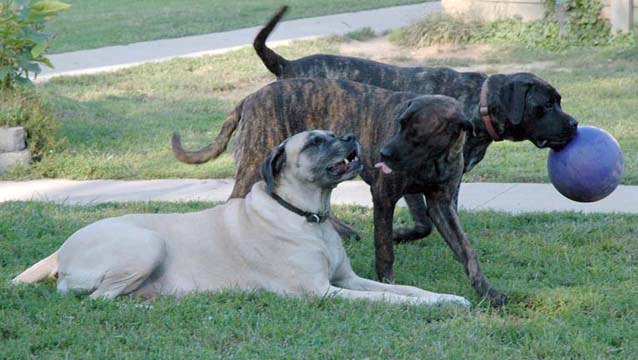 Duchess, Brandi, Ellie