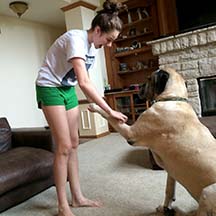 Max - Fawn Male American Mastiff