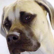 Riley - Fawn Male American Mastiff