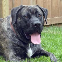 Oscar (in PA) - Brindle Male American Mastiff