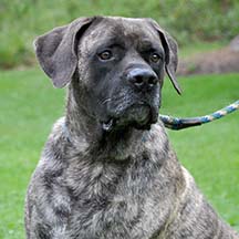 Diesel - Brindle Male American Mastiff