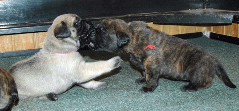 2 weeks old - Pictured with Brandi (Brindle Female)