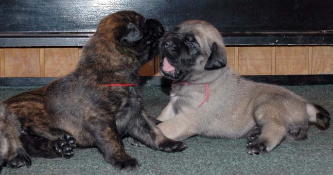 2 weeks old - Pictured with Brandi (Brindle Female)