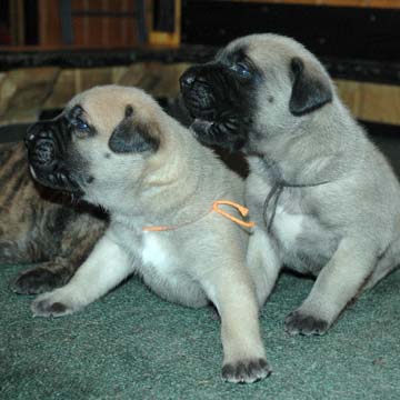 2 weeks old - Pictured with Brodie (Apricot Male) on the left