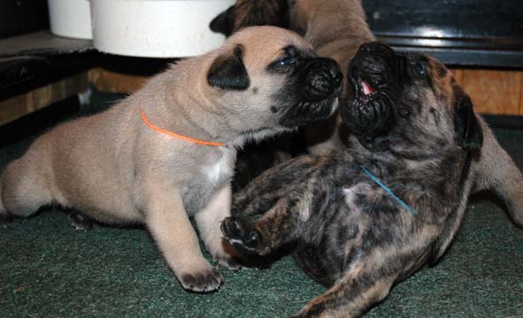 2 weeks old - Pictured with Tigger (Brindle Male)