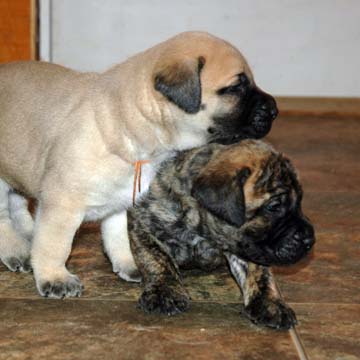 3 weeks old - Pictured with Dozer (Brindle Male)