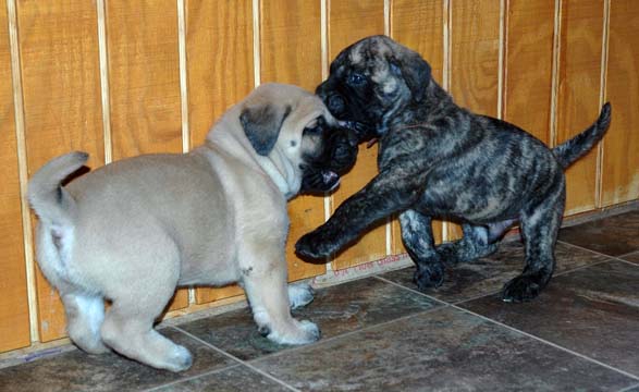 4 weeks old - Pictured with Dozer (Brindle Male)