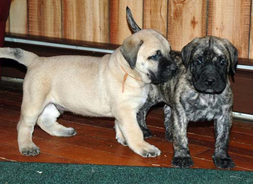 5 weeks old - Pictured with Dozer (Brindle Male)