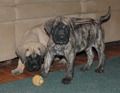 6 weeks old - Pictured with Hobbes (Apricot Male)