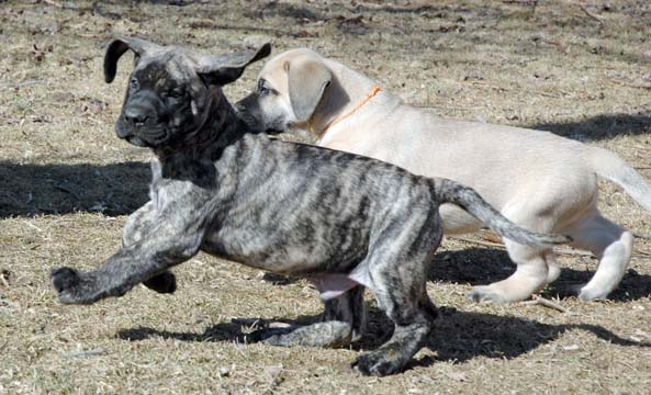 7 weeks old - Pictured with Brodie (Apricot Male)