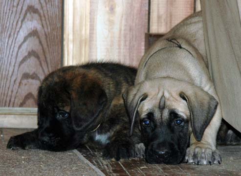 6 weeks old - Pictured with Hobbes (Apricot Male)