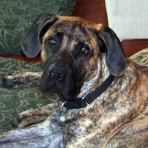 Tigger - Brindle Male American Mastiff