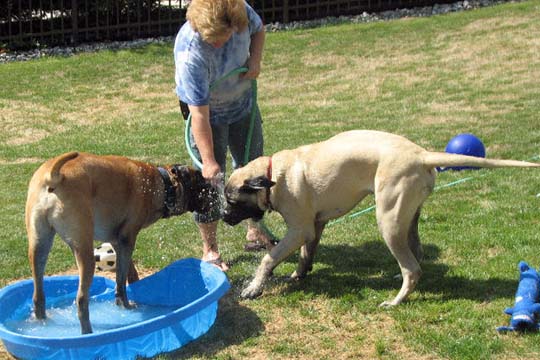 Bacchus at 2.5 years old; Hooch at 7 months old