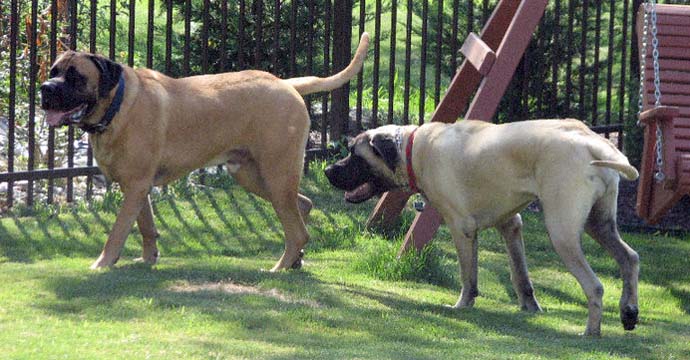 Bacchus at 2.5 years old; Hooch at 7 months old