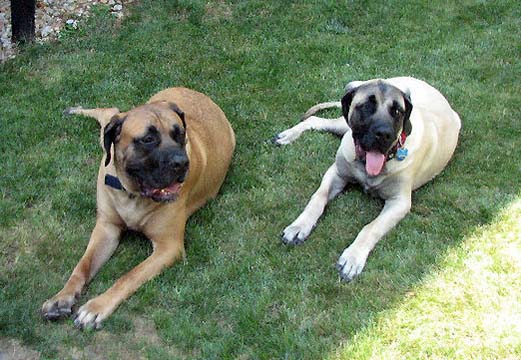 Bacchus at 2.5 years old; Hooch at 7 months old